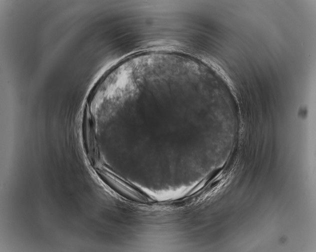 X0000097970941200804211008