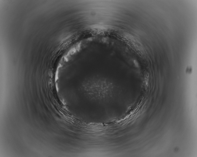 X0000097970964200804211007