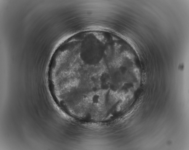 X0000097970995200804211007