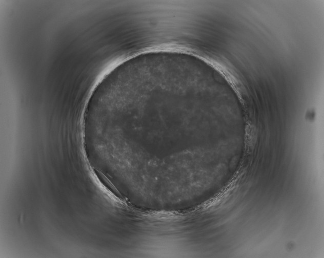 X0000097970998200804211007