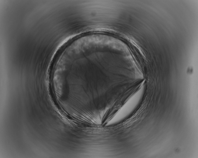 X0000097971024200804211006