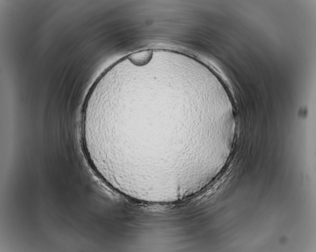 X0000097971048200804211006