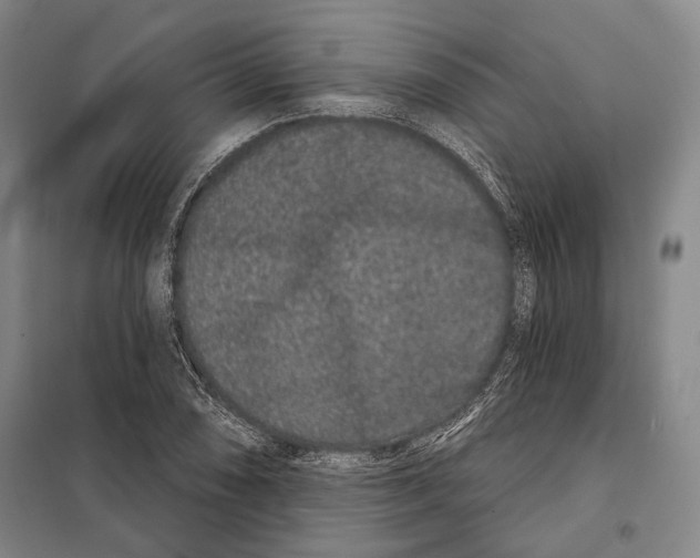 X0000097971074200804211005