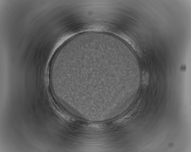 X0000097971078200804211005