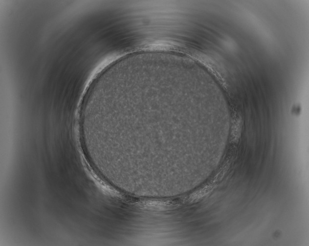 X0000097971086200804211005