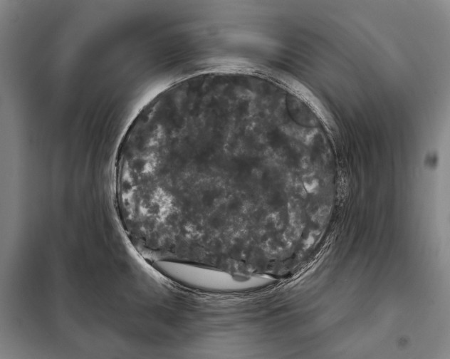 X0000097971095200804211005