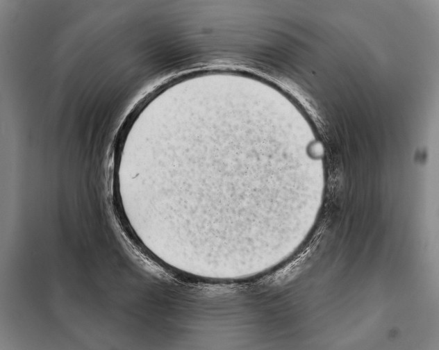 X0000097971126200804211004
