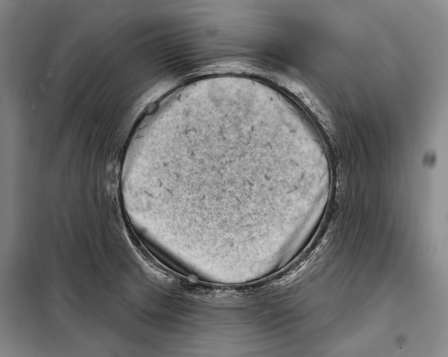 X0000097971233200804211003