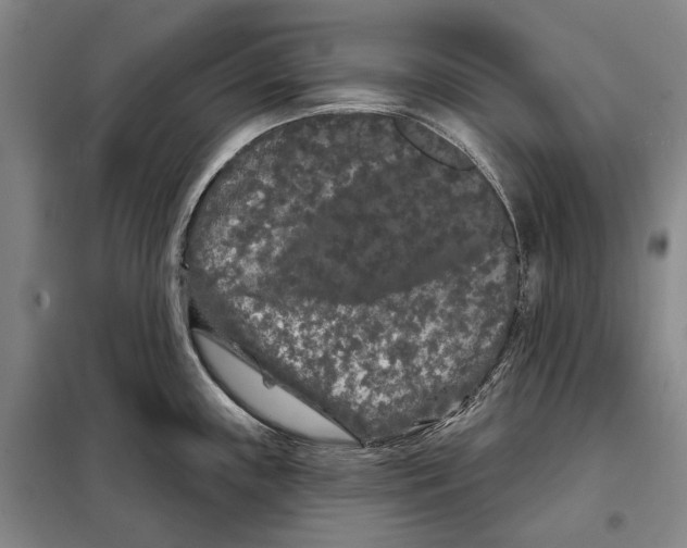 X0000097971243200804211003