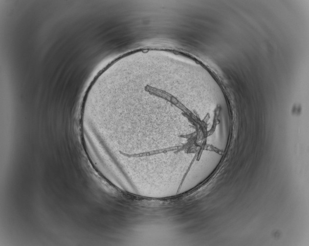 X0000097971248200804211003