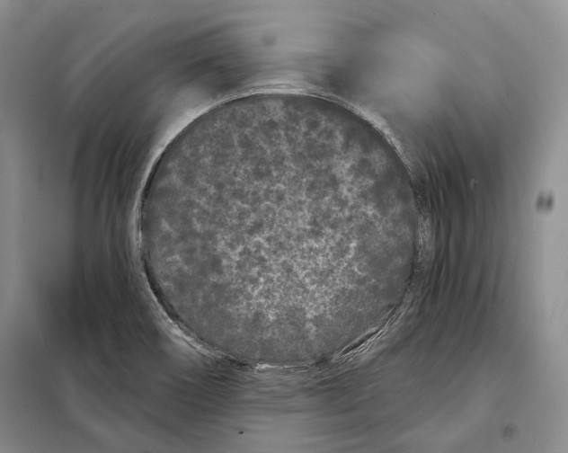 X0000097971466200804210958