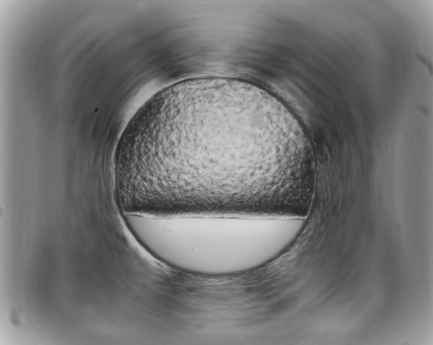 X0000097981479200803241030