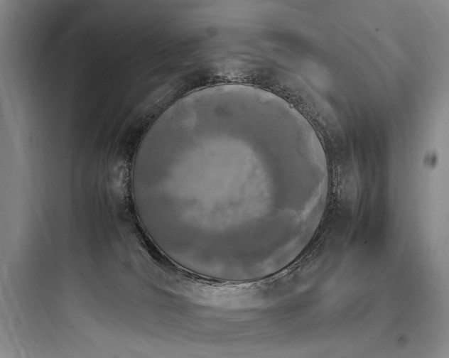 X0000097980036200803241310