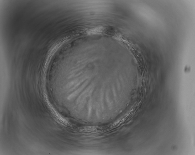 X0000097980049200803241309