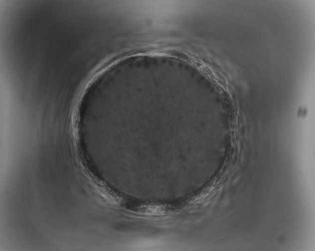 X0000097980295200803241306