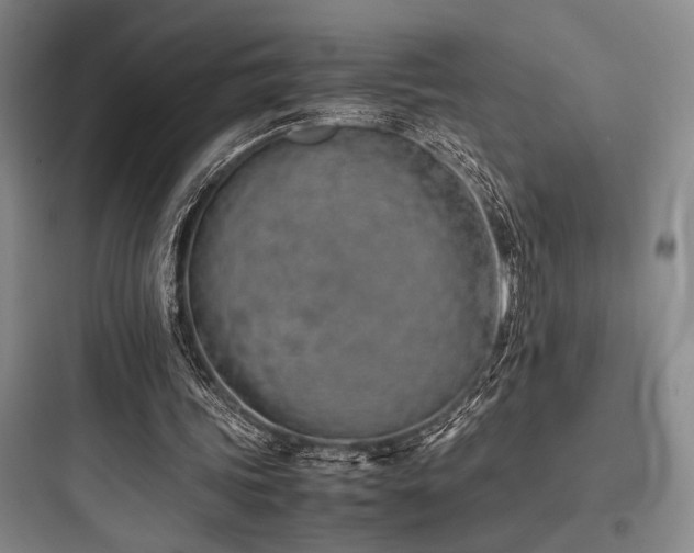X0000097980339200803241304