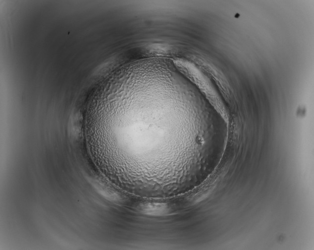 X0000097980361200803241305