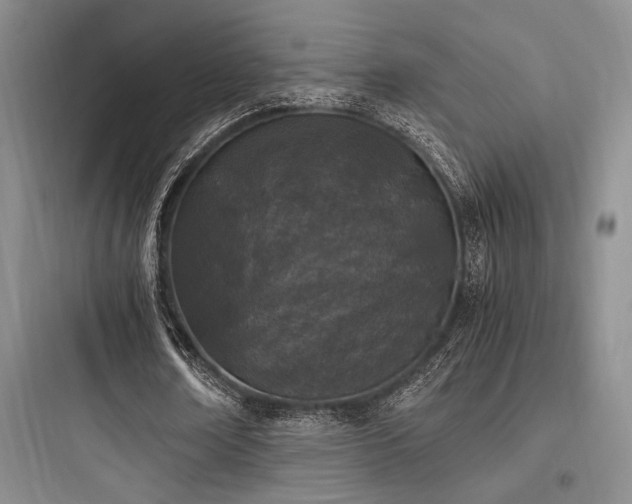 X0000097980674200803241300