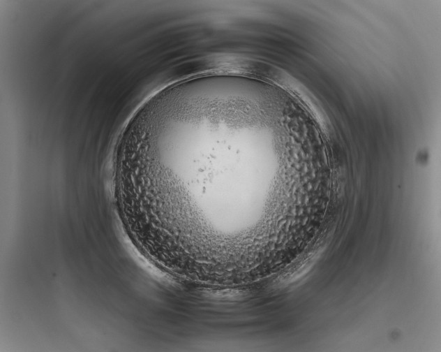 X0000097980851200803241257