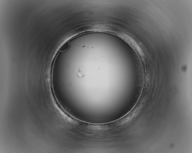 X0000097980855200803241257