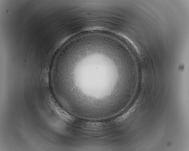 X0000097980921200803241255