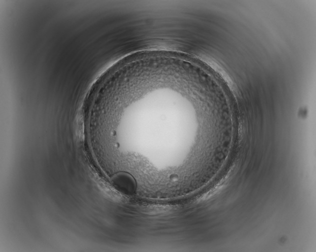 X0000097980925200803241255