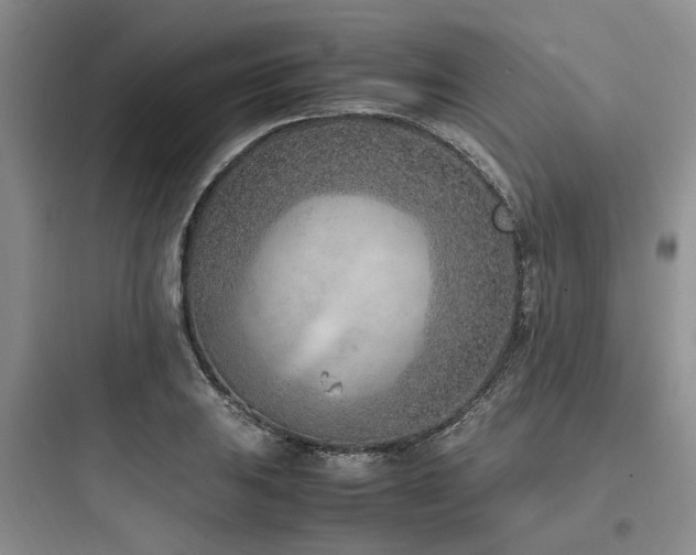X0000097981031200803241254