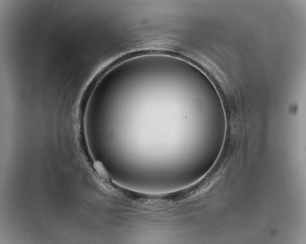 X0000097981077200803241253