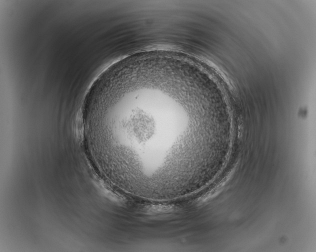 X0000097981117200803241252