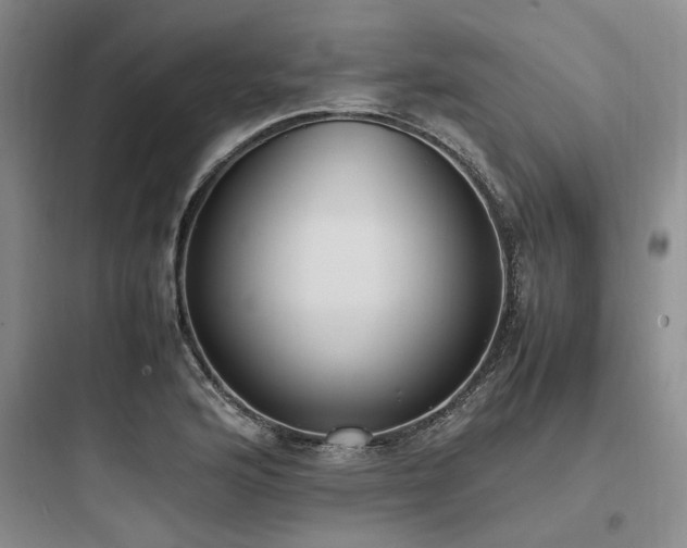 X0000097981176200803241252