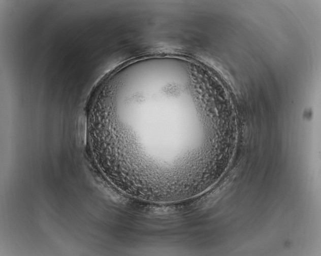 X0000097981219200803241251