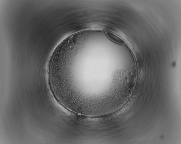 X0000097981243200803241252