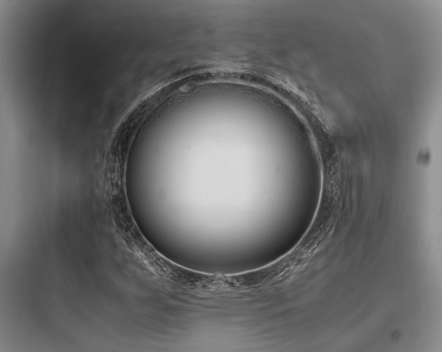 X0000097981255200803241251