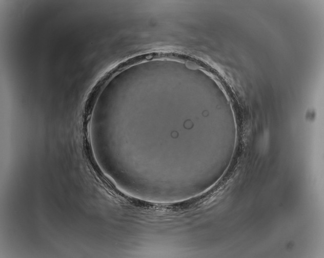 X0000097981263200803241251