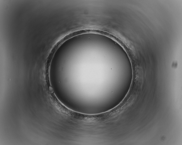 X0000097981264200803241251