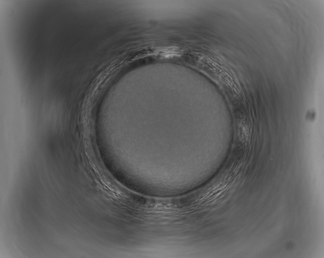 X0000097981393200803241248