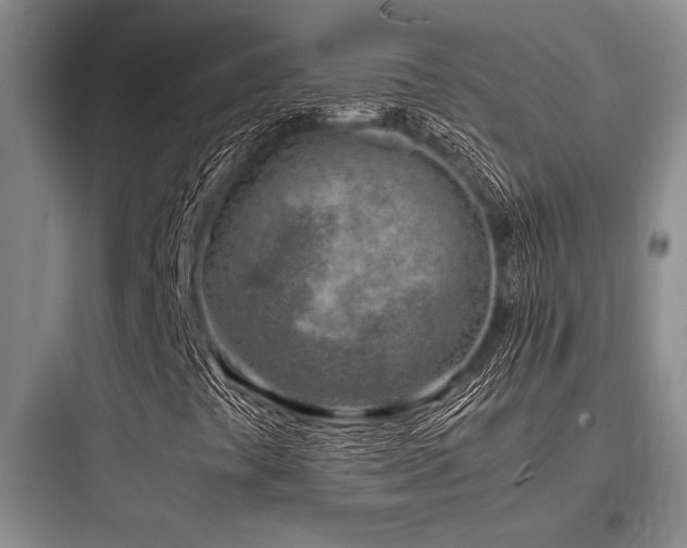 X0000097981441200803241248