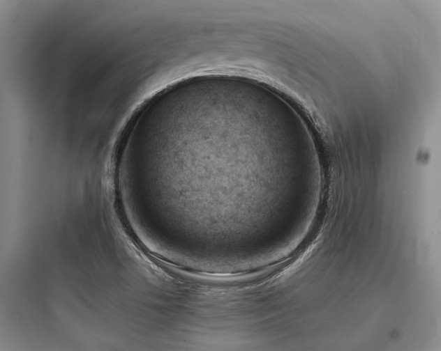 X0000097981506200803241247