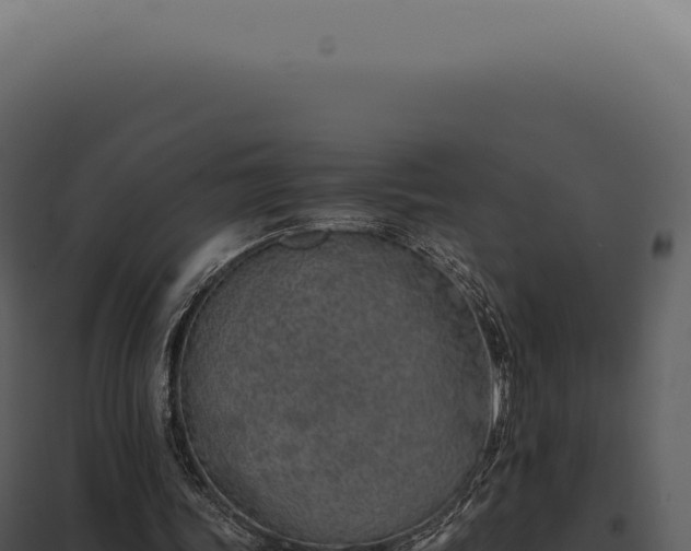 X0000097980339200804011750