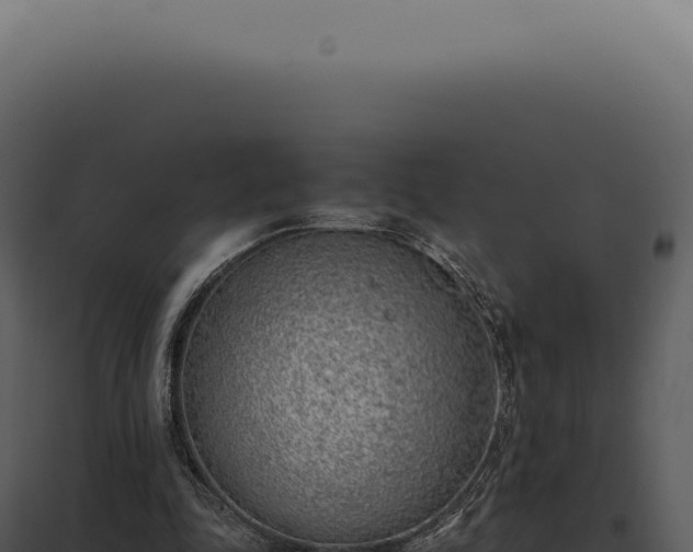 X0000097980343200804011750