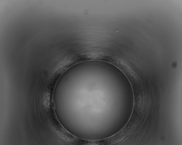 X0000097980696200804011745