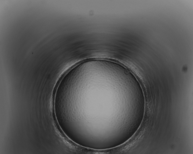X0000097980839200804011743