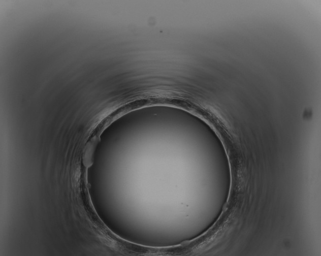 X0000097981065200804011739