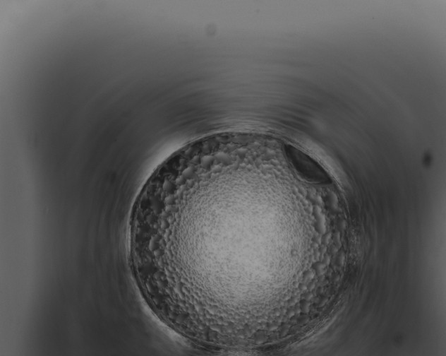 X0000097981095200804011739