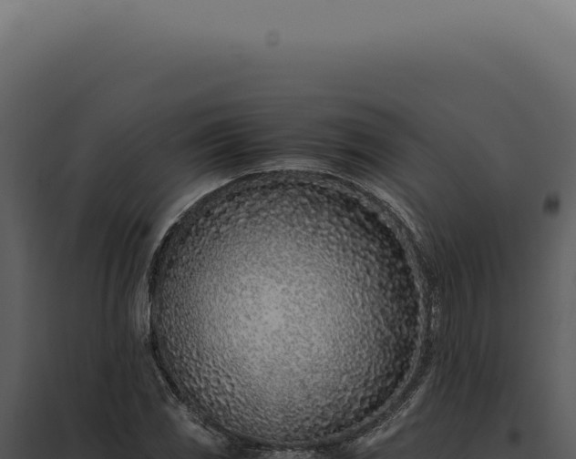 X0000097981117200804011738