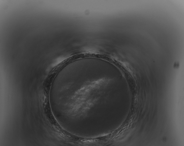 X0000097981303200804011735