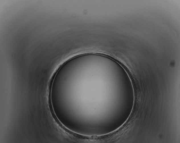 X0000097981508200804011732