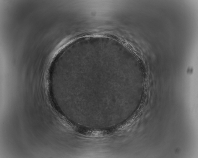 X0000097980295200804071132