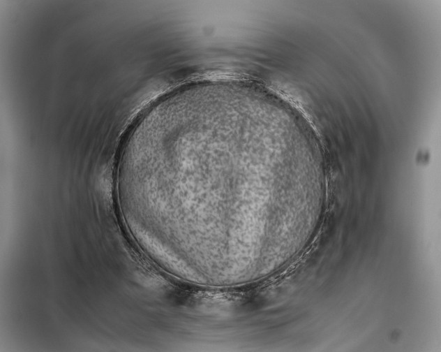 X0000097980297200804071132
