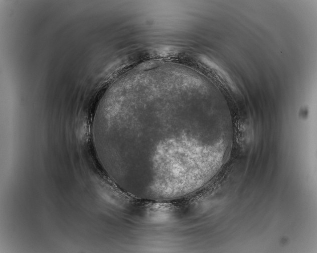 X0000097980324200804071131